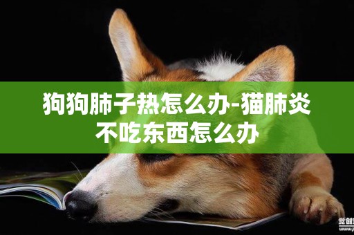狗狗肺子熱怎么辦-貓肺炎不吃東西怎么辦