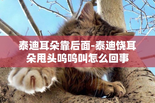 泰迪耳朵靠后面-泰迪饒耳朵甩頭嗚嗚叫怎么回事