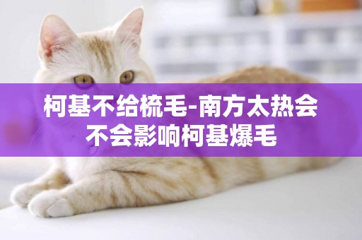 柯基不給梳毛-南方太熱會不會影響柯基爆毛