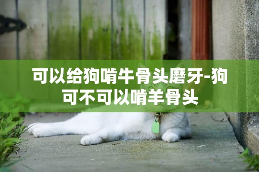 可以給狗啃牛骨頭磨牙-狗可不可以啃羊骨頭