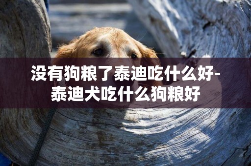 沒有狗糧了泰迪吃什么好-泰迪犬吃什么狗糧好