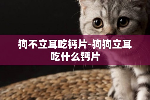 狗不立耳吃鈣片-狗狗立耳吃什么鈣片