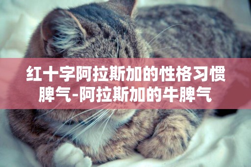 紅十字阿拉斯加的性格習慣脾氣-阿拉斯加的牛脾氣