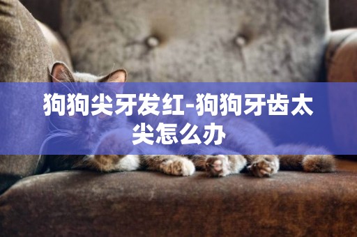 狗狗尖牙發紅-狗狗牙齒太尖怎么辦