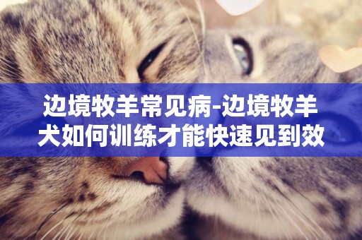 邊境牧羊常見病-邊境牧羊犬如何訓練才能快速見到效果