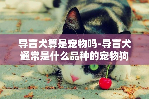 導盲犬算是寵物嗎-導盲犬通常是什么品種的寵物狗