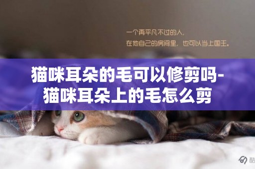 貓咪耳朵的毛可以修剪嗎-貓咪耳朵上的毛怎么剪