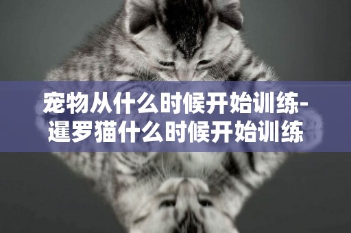 寵物從什么時候開始訓練-暹羅貓什么時候開始訓練