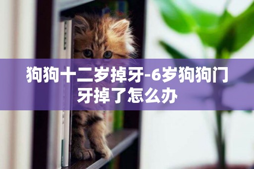 狗狗十二歲掉牙-6歲狗狗門牙掉了怎么辦
