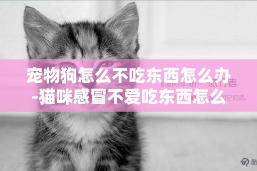 寵物狗怎么不吃東西怎么辦-貓咪感冒不愛吃東西怎么辦