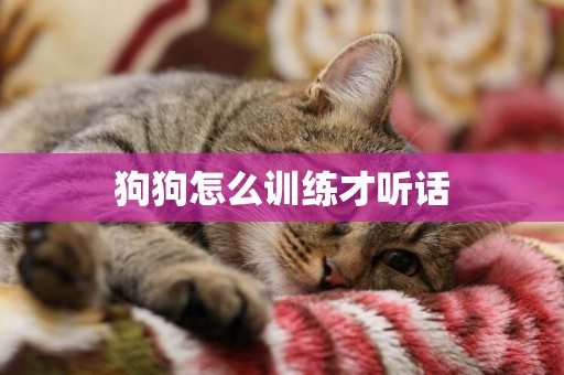 狗狗怎么訓練才聽話