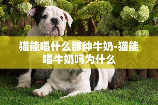 貓能喝什么那種牛奶-貓能喝牛奶嗎為什么