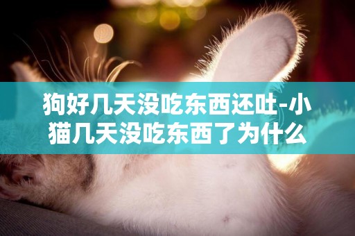 狗好幾天沒吃東西還吐-小貓幾天沒吃東西了為什么