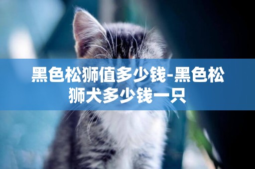 黑色松獅值多少錢-黑色松獅犬多少錢一只