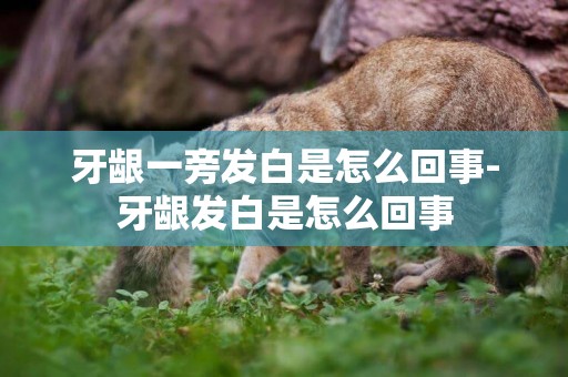 牙齦一旁發白是怎么回事-牙齦發白是怎么回事