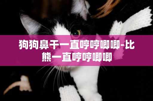 狗狗鼻干一直哼哼唧唧-比熊一直哼哼唧唧