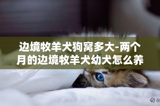 邊境牧羊犬狗窩多大-兩個月的邊境牧羊犬幼犬怎么養