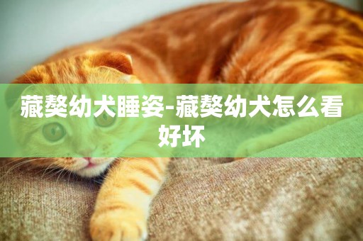 藏獒幼犬睡姿-藏獒幼犬怎么看好壞