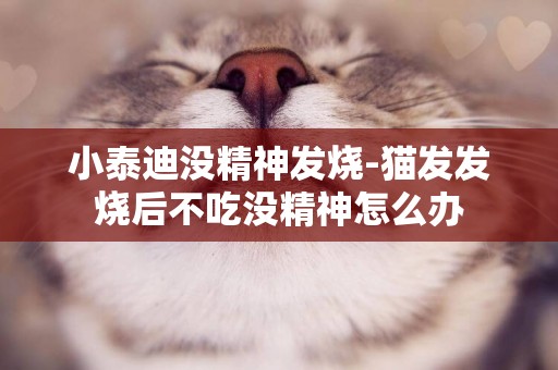 小泰迪沒精神發燒-貓發發燒后不吃沒精神怎么辦