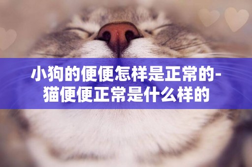小狗的便便怎樣是正常的-貓便便正常是什么樣的