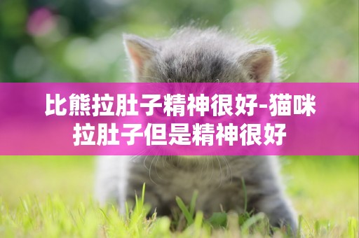 比熊拉肚子精神很好-貓咪拉肚子但是精神很好