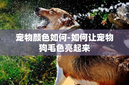 寵物顏色如何-如何讓寵物狗毛色亮起來