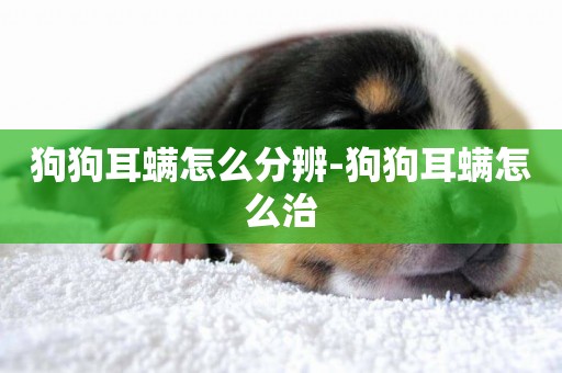狗狗耳螨怎么分辨-狗狗耳螨怎么治