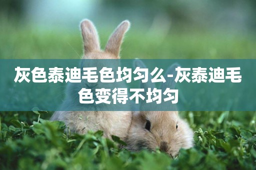 灰色泰迪毛色均勻么-灰泰迪毛色變得不均勻