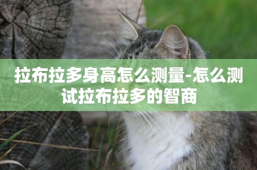 拉布拉多身高怎么測量-怎么測試拉布拉多的智商