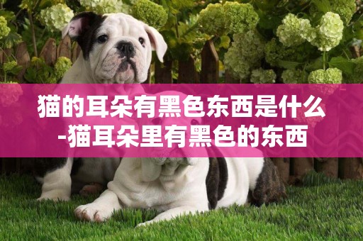 貓的耳朵有黑色東西是什么-貓耳朵里有黑色的東西