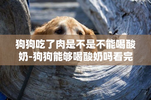 狗狗吃了肉是不是不能喝酸奶-狗狗能夠喝酸奶嗎看完你就知道了