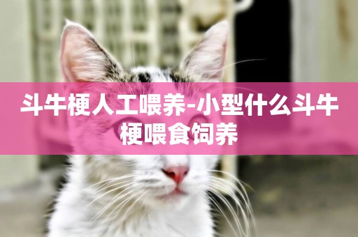 斗牛梗人工喂養-小型什么斗牛梗喂食飼養