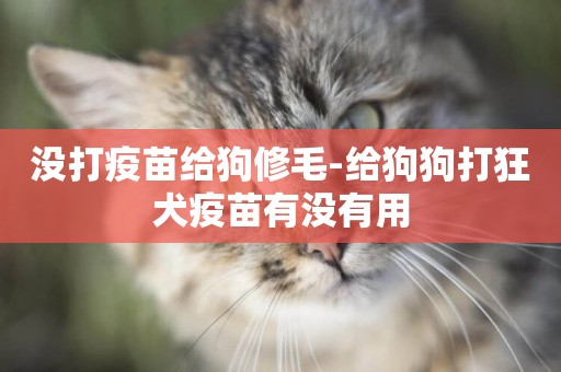 沒打疫苗給狗修毛-給狗狗打狂犬疫苗有沒有用