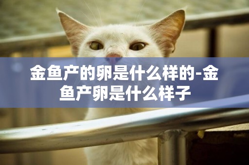 金魚產的卵是什么樣的-金魚產卵是什么樣子