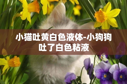 小貓吐黃白色液體-小狗狗吐了白色粘液
