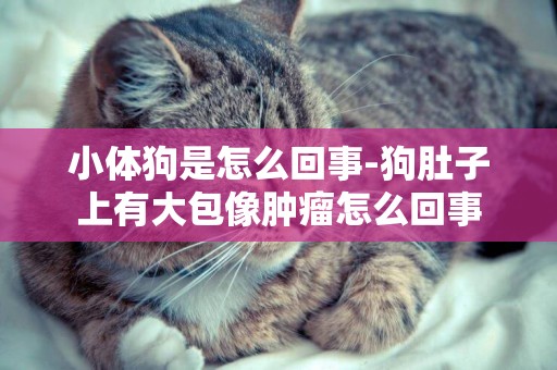 小體狗是怎么回事-狗肚子上有大包像腫瘤怎么回事