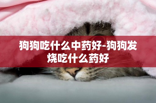狗狗吃什么中藥好-狗狗發燒吃什么藥好