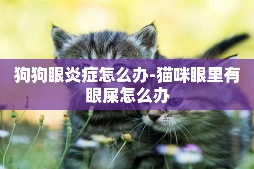 狗狗眼炎癥怎么辦-貓咪眼里有眼屎怎么辦
