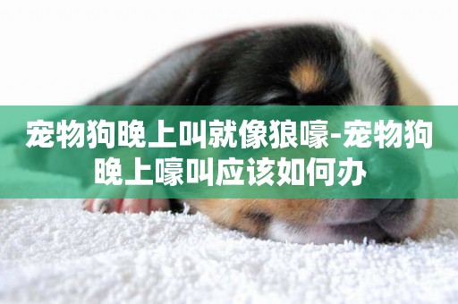 寵物狗晚上叫就像狼嚎-寵物狗晚上嚎叫應該如何辦