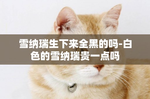雪納瑞生下來全黑的嗎-白色的雪納瑞貴一點嗎