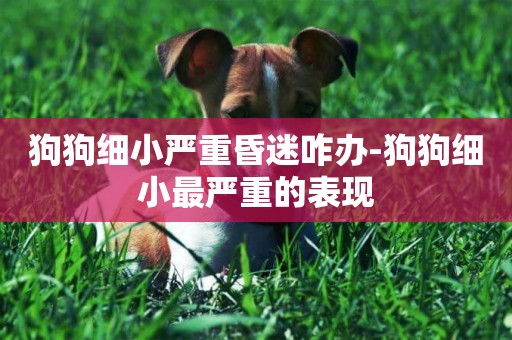 狗狗細小嚴重昏迷咋辦-狗狗細小最嚴重的表現