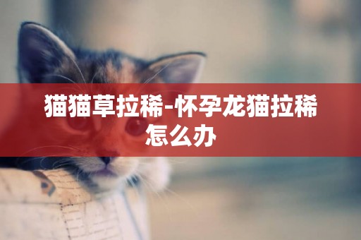 貓貓草拉稀-懷孕龍貓拉稀怎么辦