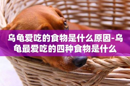 烏龜愛吃的食物是什么原因-烏龜最愛吃的四種食物是什么