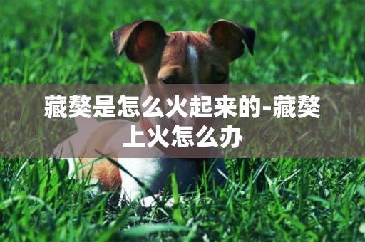 藏獒是怎么火起來的-藏獒上火怎么辦