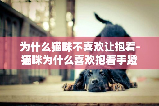 為什么貓咪不喜歡讓抱著-貓咪為什么喜歡抱著手蹬