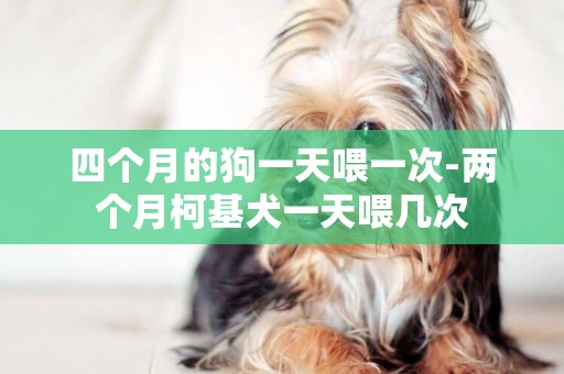四個月的狗一天喂一次-兩個月柯基犬一天喂幾次