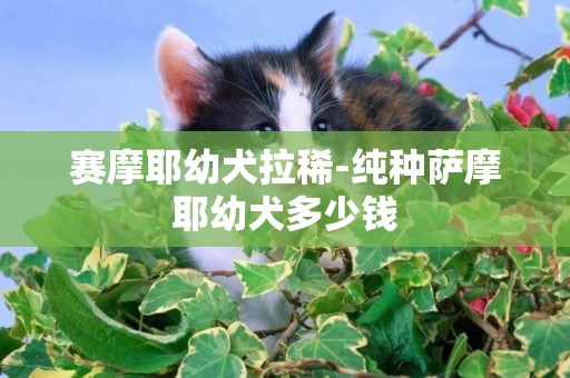 賽摩耶幼犬拉稀-純種薩摩耶幼犬多少錢