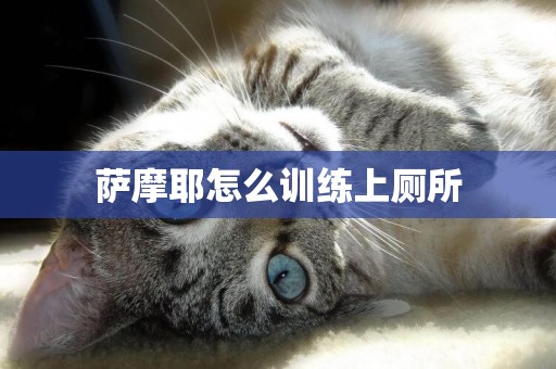 薩摩耶怎么訓練上廁所