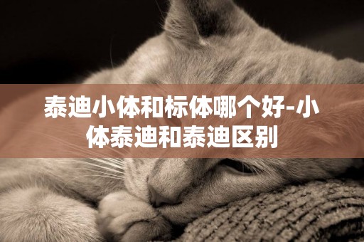 泰迪小體和標體哪個好-小體泰迪和泰迪區別