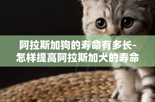 阿拉斯加狗的壽命有多長-怎樣提高阿拉斯加犬的壽命